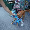 
Spice girl choses her own chew toy at Soda City market.