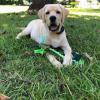 Rosie outside enjoying her toy. Want to play?