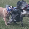 
Beans and Cornbread love their new toy!