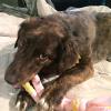 
Keik loves her new chew toy!